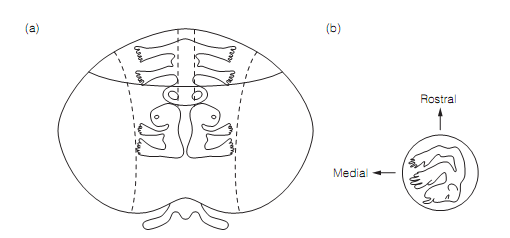 1276_Somatotopic mapping.png